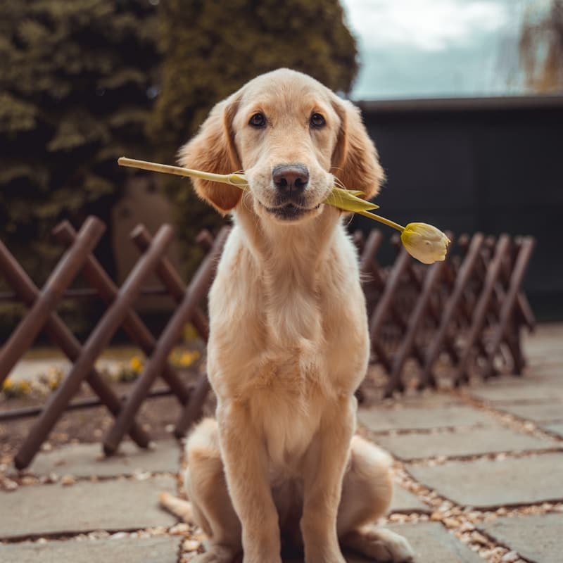 Animaux
