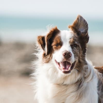 Chien