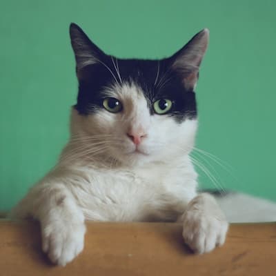 Chat